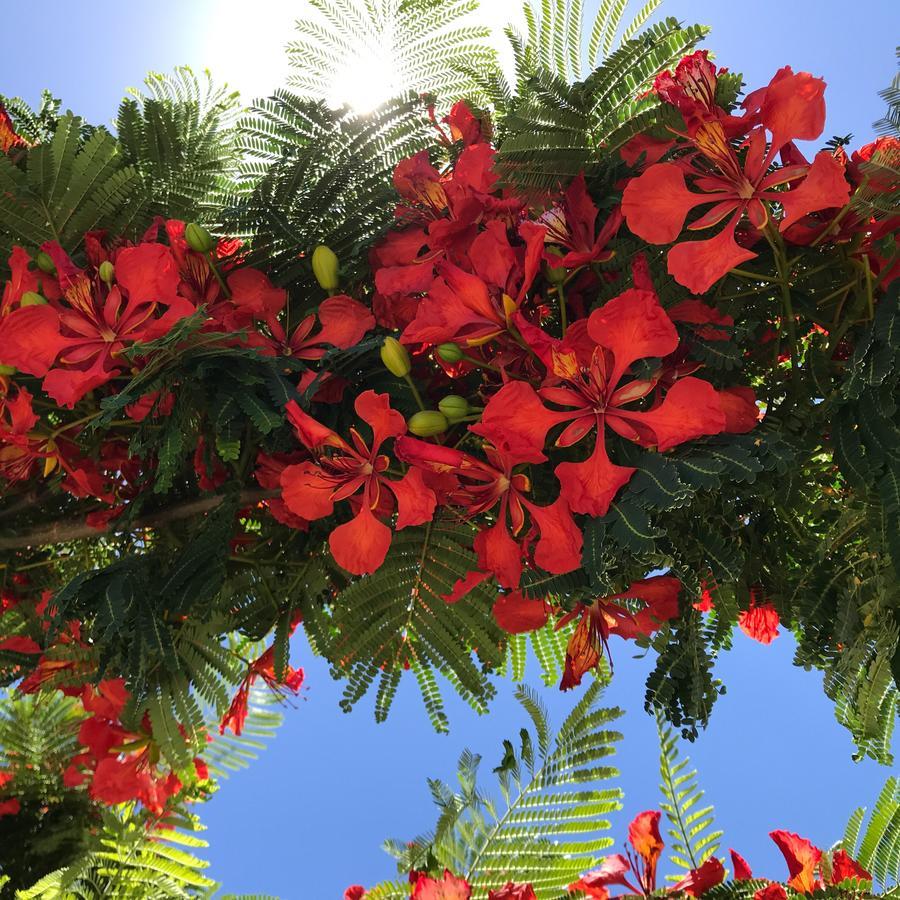 Appartamento Flamboyant Adults Only Puerto del Carmen (Lanzarote)